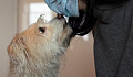 A dog sniffing a human's skin, symbolizing the detection of diseases through a dog's superior sense of smell