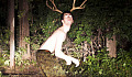 deer in headlights 5 1