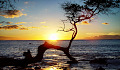 a twisted tree growing on a Hawaiian beach