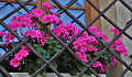 pink geranium in a window box seen through an iron grating