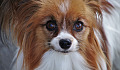 pensive Papillon dog