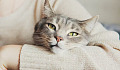 A thoughtful image of a cat sitting quietly by a window, gazing outside.