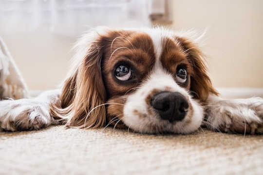 Interspecies Bond: Animal Connection and Healing Technique