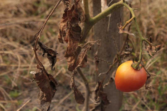 The Current And Projected Health Risks Of Climate Change