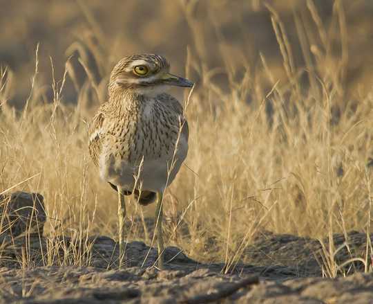 How Conserving Nature's Umbrella Species Could Benefit Whole Habitats