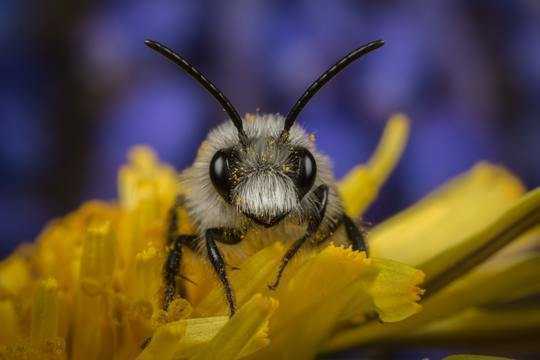 Insect Species In Britain That Prefer Crops Prosper While Majority Decline