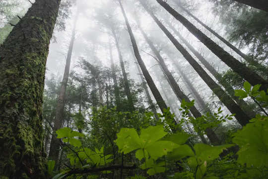 New trees absorb lots of carbon, old trees store more overall and dead trees shed their carbon to the atmosphere.  (are young trees or old forests more important for slowing climate change)