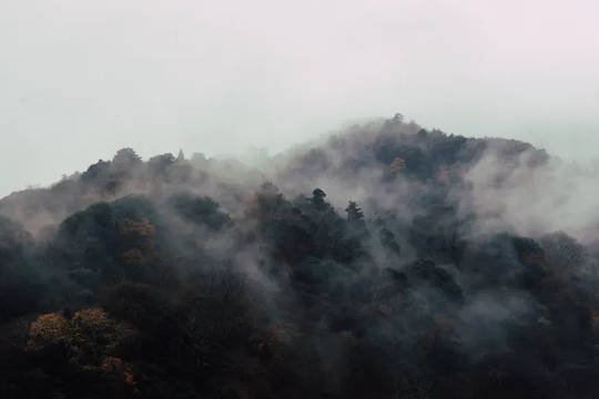 Are Young Trees or Old Forests More Important for Slowing Climate Change?