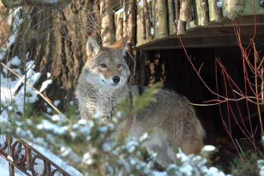 How Coyotes and Humans Can Learn to Coexist in Cities