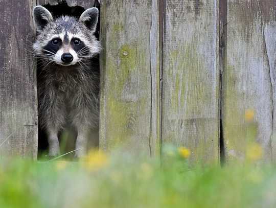 Growing Your Own Food ? Plan For Pests!