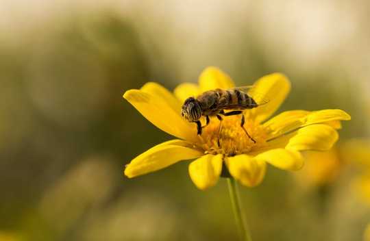 Why We Should Learn To Love All Insects 