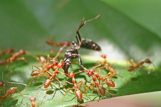 Why We Should Learn To Love All Insects 