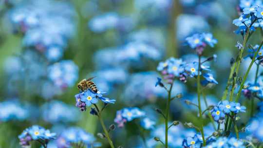 The Mystery Of The Blue Flower: Nature's Rare Colour Owes Its Existence To Bee Vision