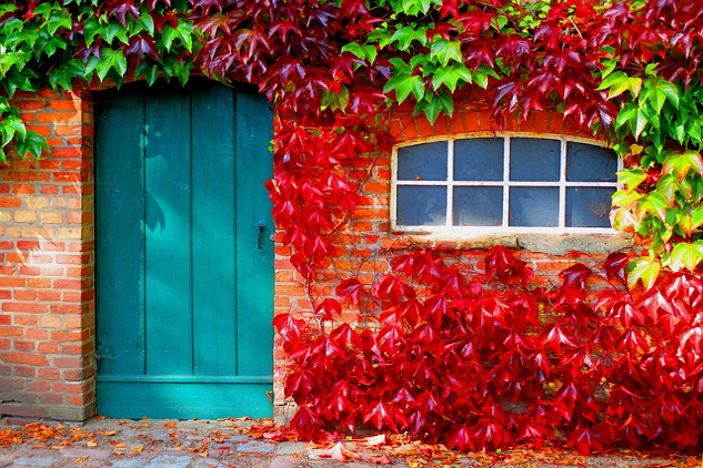 a door and a window surrounded by bright red vines