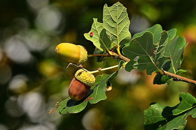 a acorn on an oak tree branch