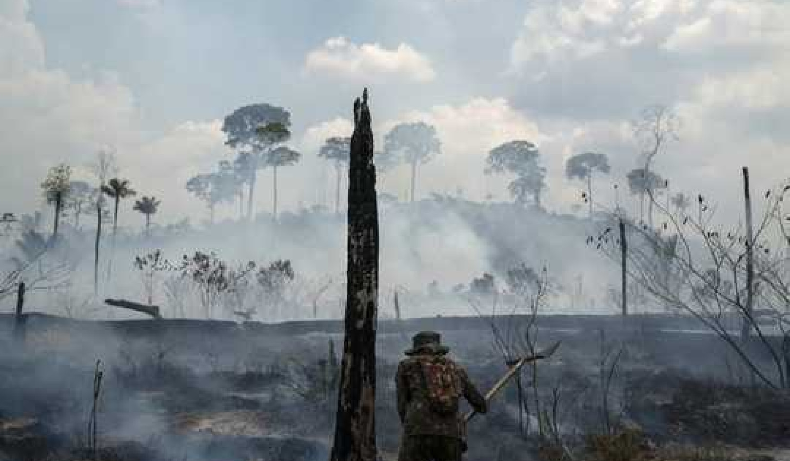 Dwindling Tropical Rainforests Mean Lost Medicines Yet To Be Discovered In Their Plants