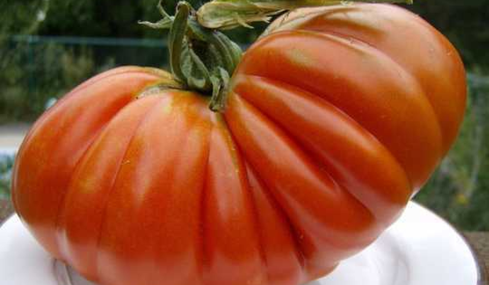 Growing The Big One – 6 Tips For Your Own Prize-winning Tomatoes