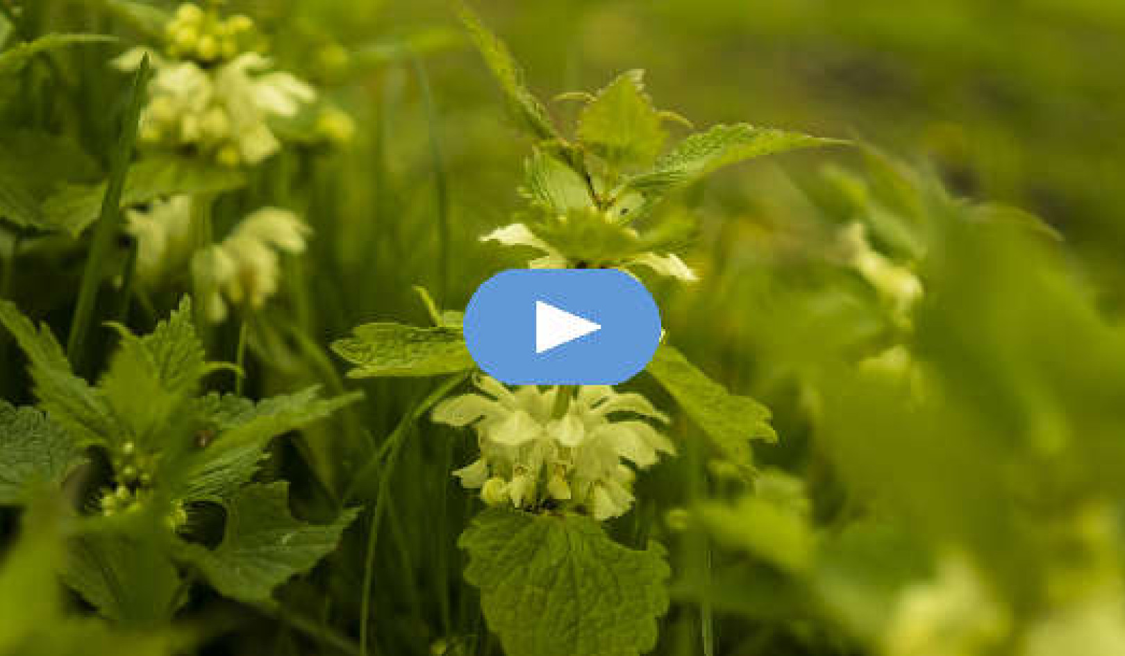 Have You Talked to the Weeds in Your Garden Lately? (Video)