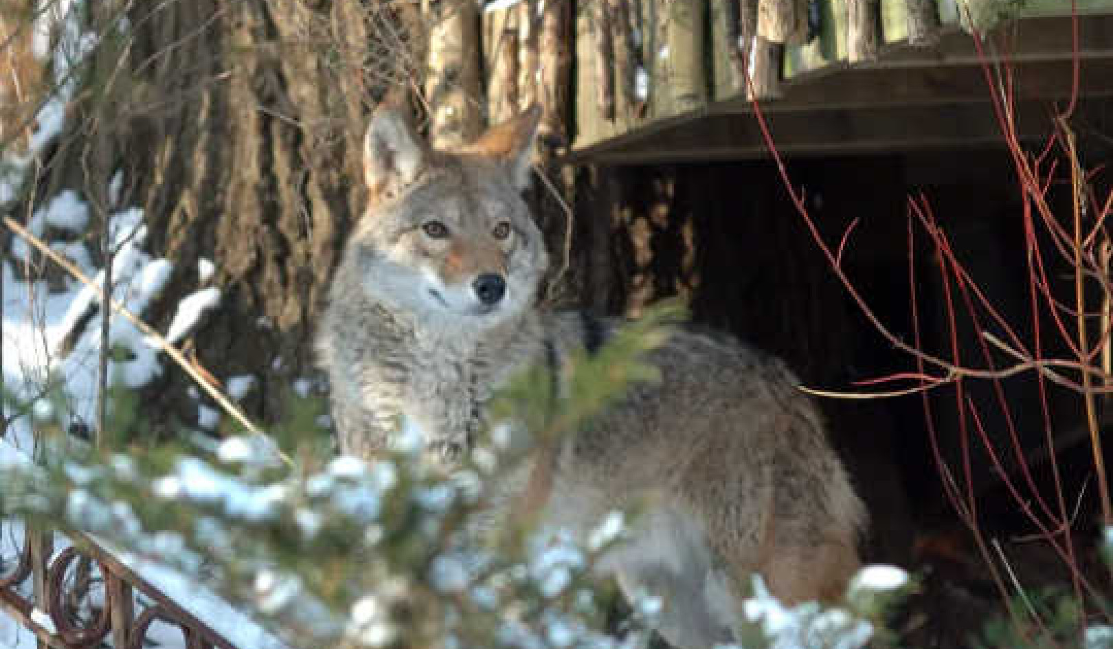 How Coyotes and Humans Can Learn to Coexist in Cities