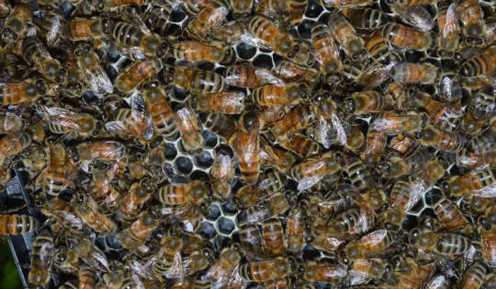 Honey Bees Stay Healthy In Such Close Quarters