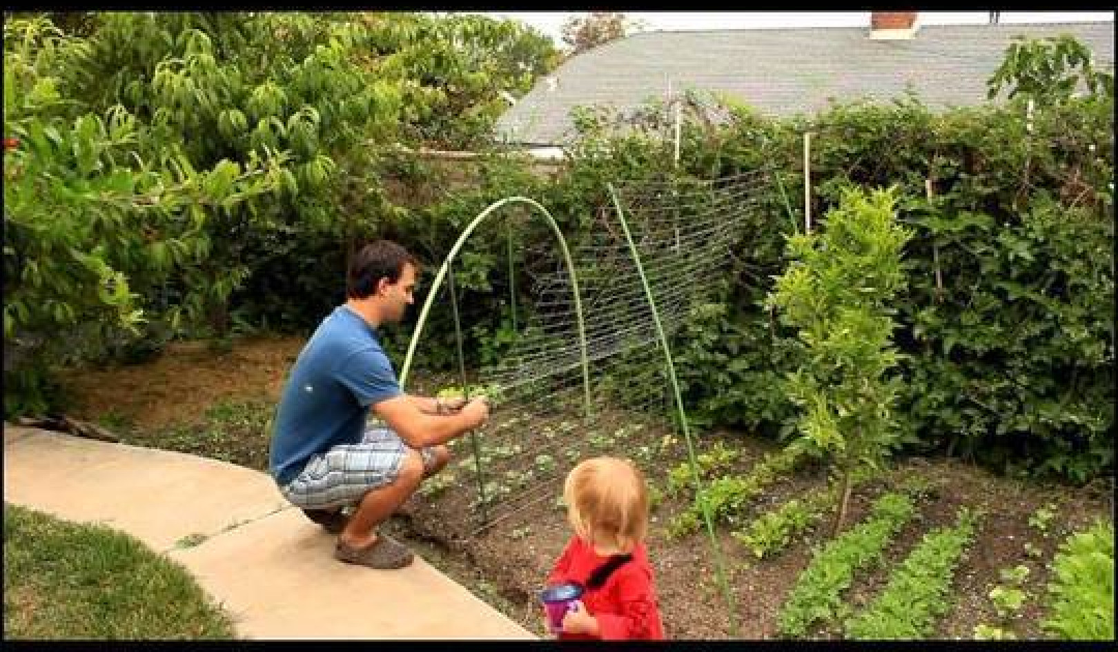 Easy and Simple Cucumber Trellis for Vertical Growing