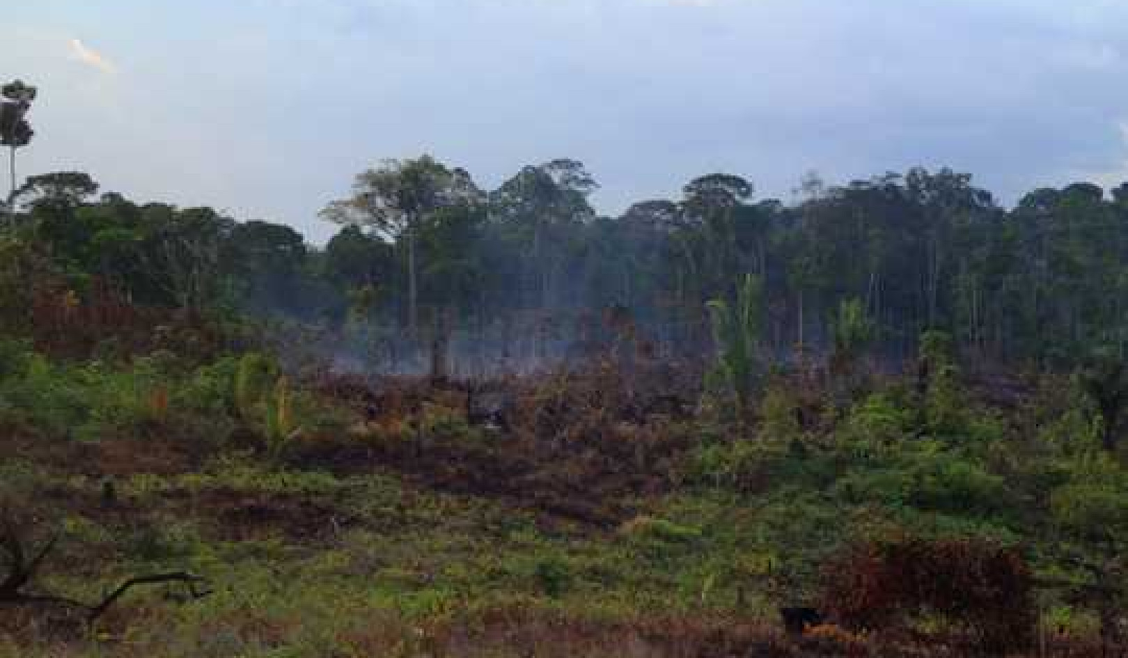 How Fires Weaken Amazon Rainforests' Ability To Bounce Back