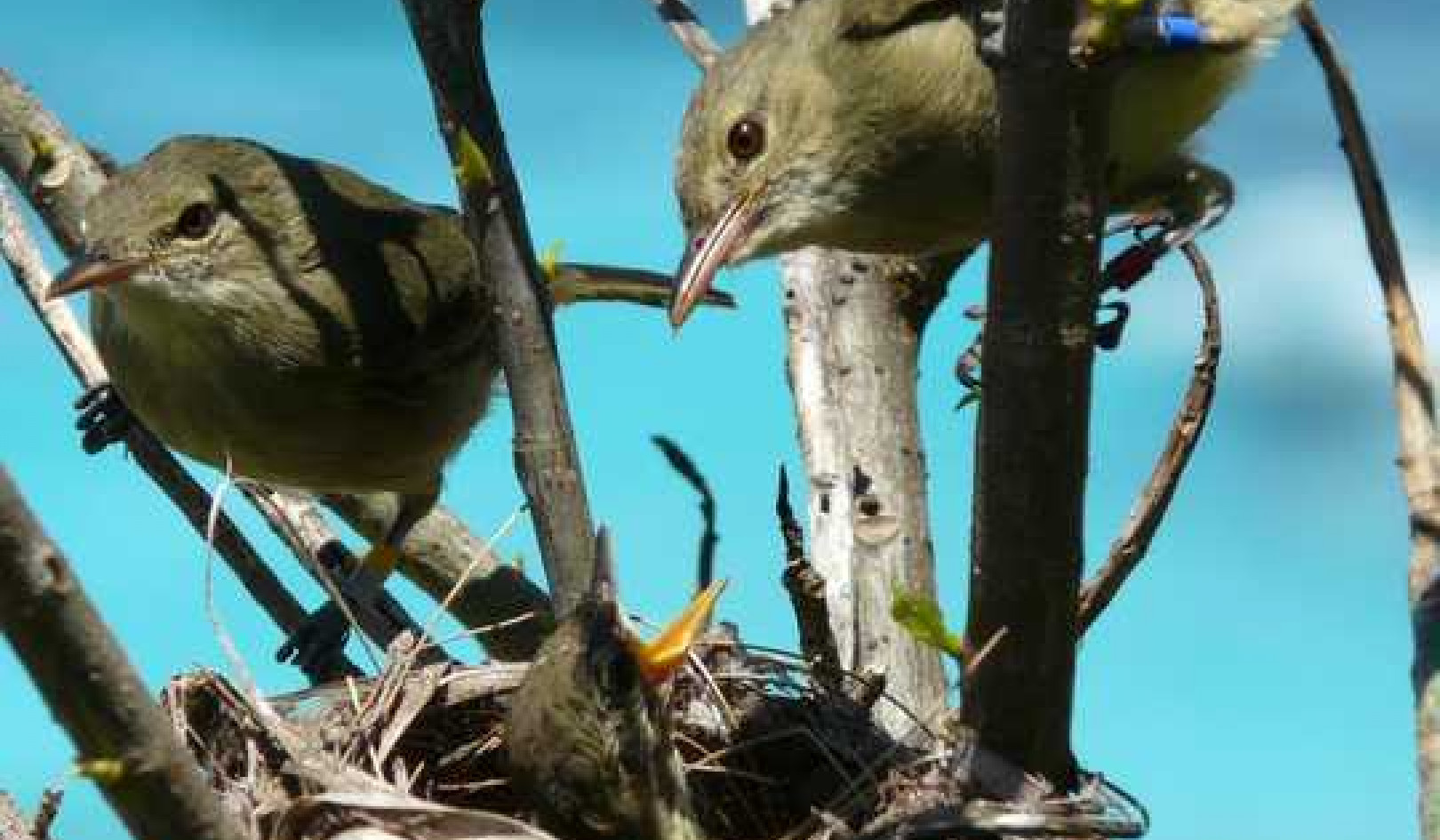 Female Warblers Live Longer When They Have Help Raising Offspring