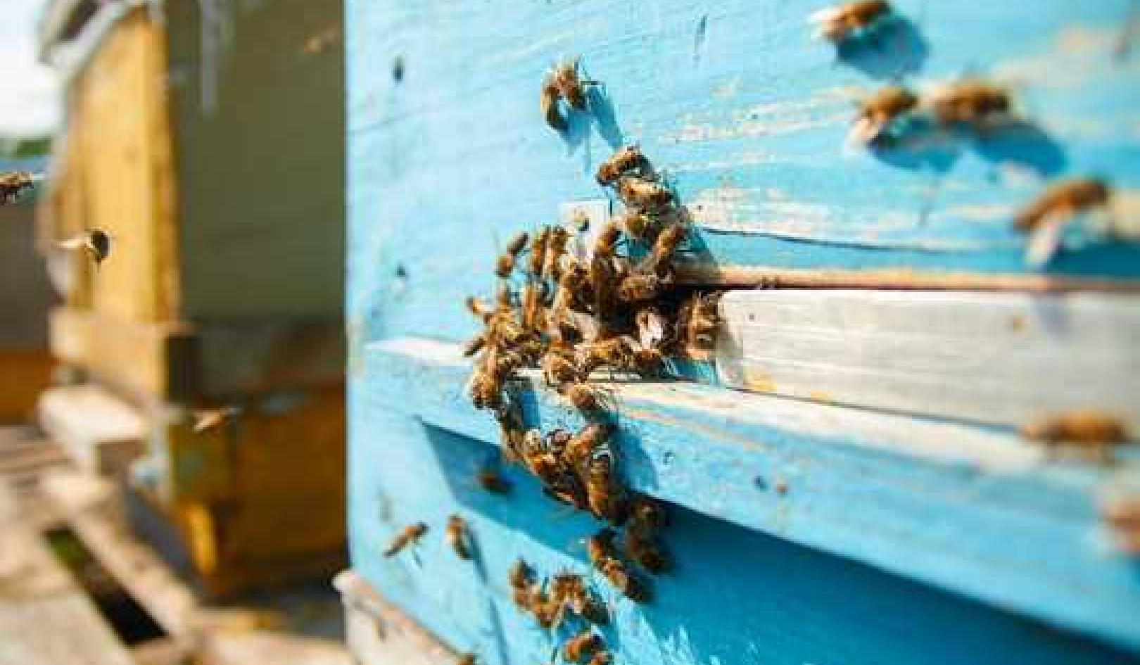 To Save Honey Bees We Need To Design Them New Hives