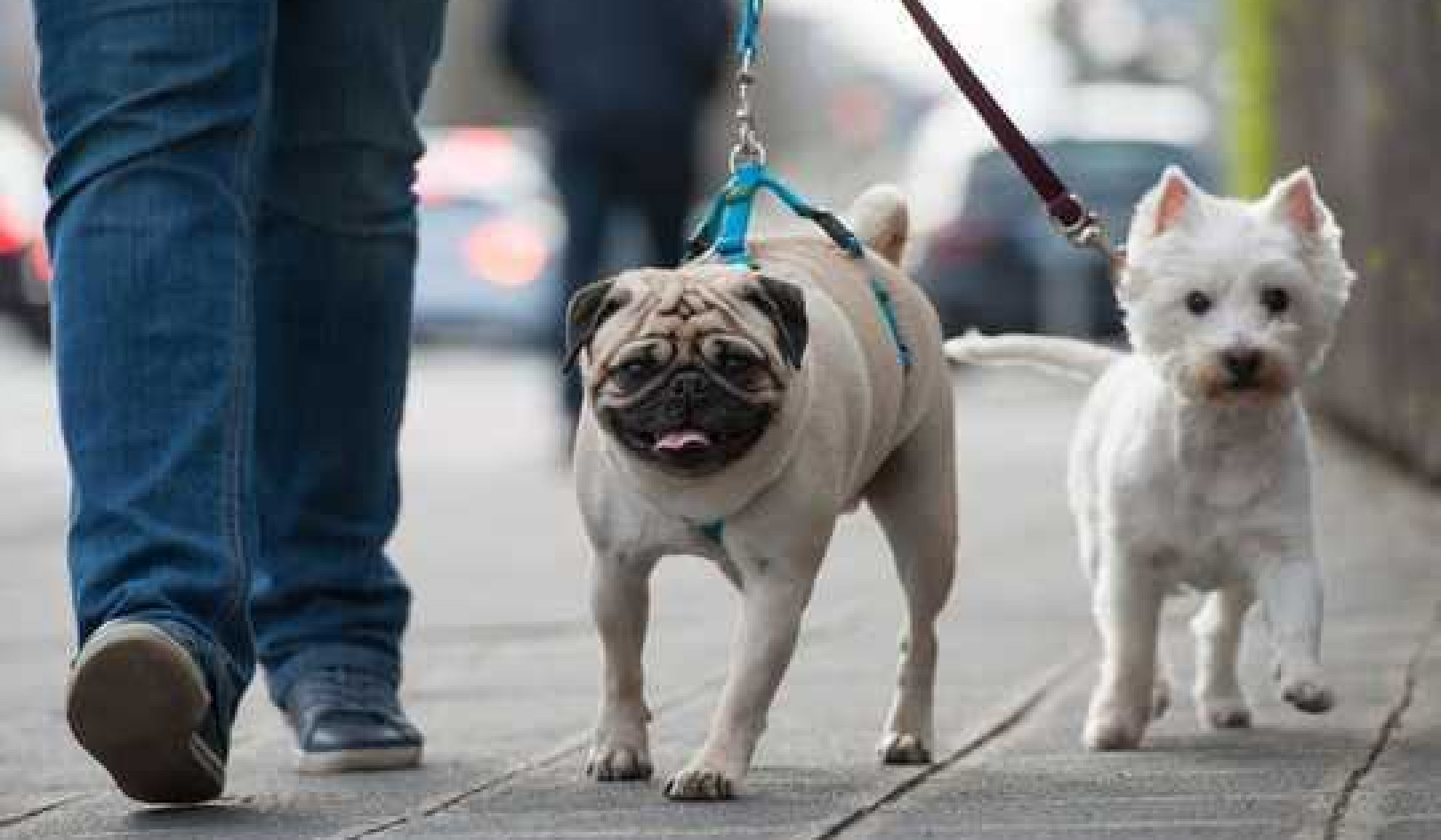 How Dogs Help Keep Multiracial Neighborhoods Socially Segregated