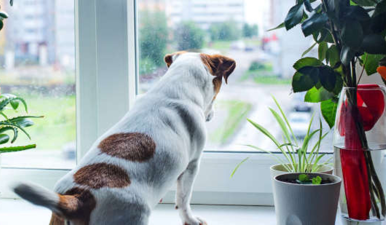 Tips To Help Your Dog Cope When Going Back To Work