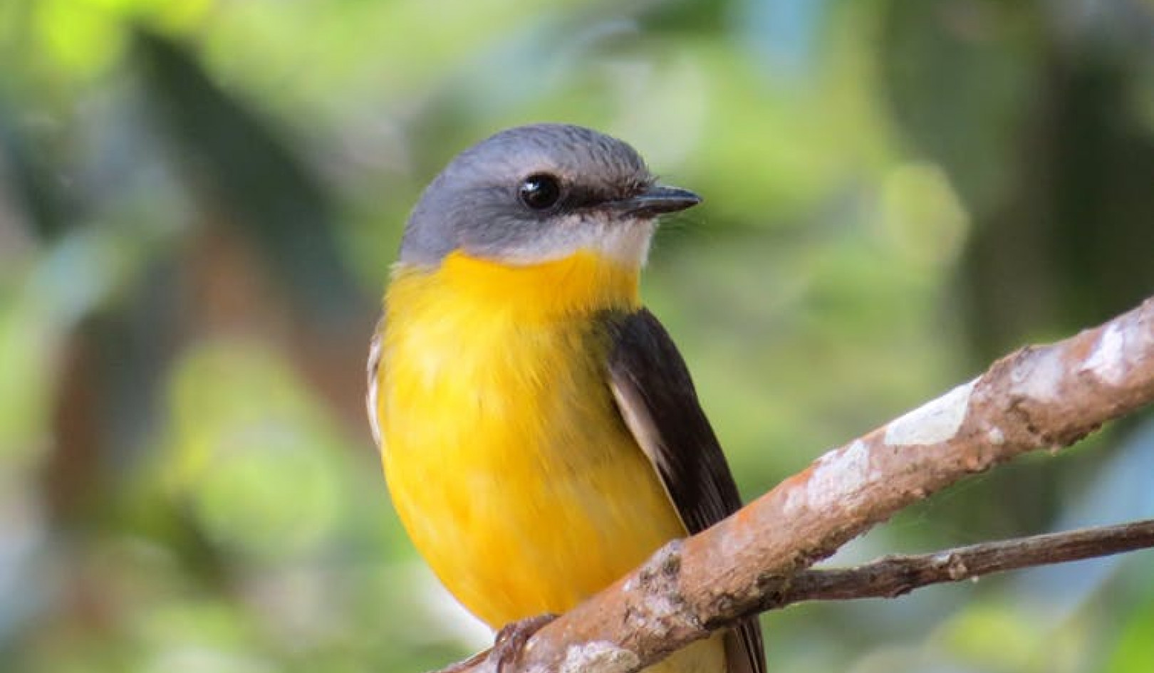 Why Most Native Bird Species Are Losing Their Homes
