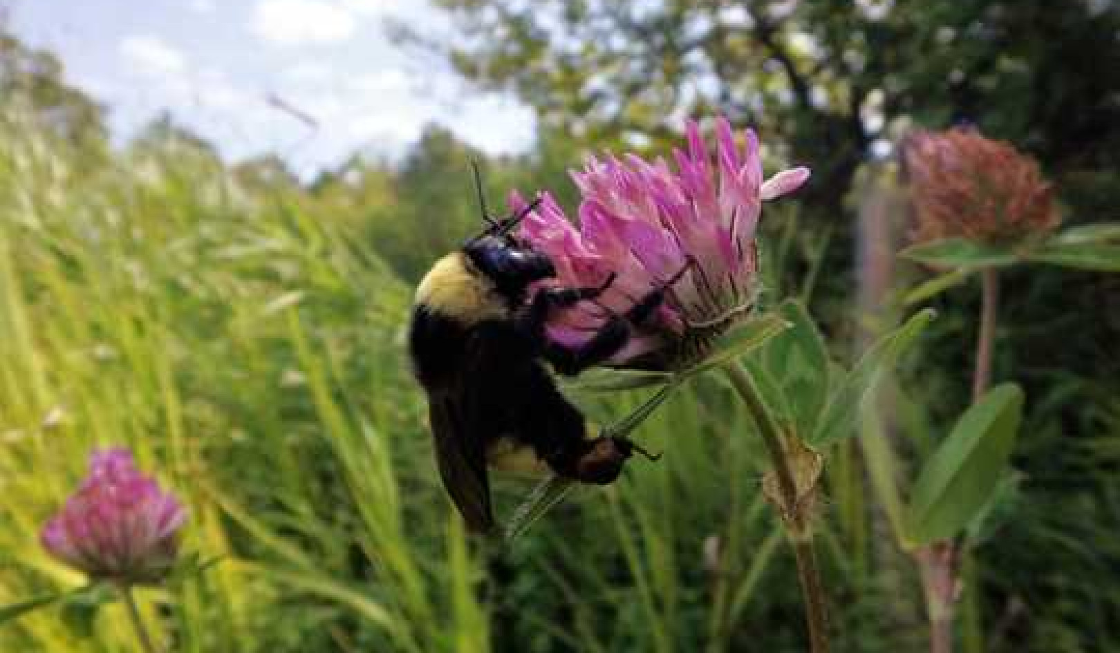 Why We Can’t Afford To Lose Our Wild Native Pollinators