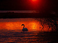 a swan in the waters at sunrise with red sky, red waters, and one white swan