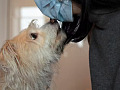 A dog sniffing a human's skin, symbolizing the detection of diseases through a dog's superior sense of smell