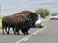 bison in the middle of the road blocking traffic