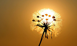dandelion flower seed ball in front of the sun