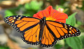 How Monarch Butterflies  Make It To Mexico Without A Map