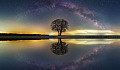 a tree reflected in the calm waters